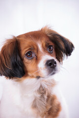 Loyal lap dog, adorable puppy with cute playful portrait.