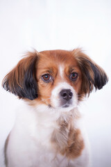 Loyal lap dog, adorable puppy with cute playful portrait.