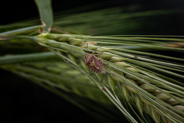 Marble bug on a spikelet of wheat on a dark background