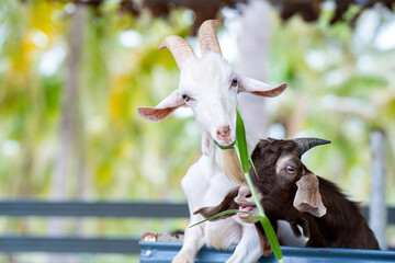 Close up goat chewing grass in outdoor cattle corral of wildlife natural.  Livestock concept. farm...