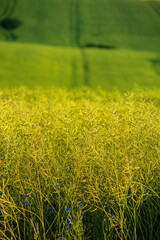 Summer landscape of green field