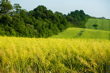 Summer landscape of green field