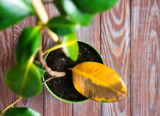 Improper care of houseplants. Yellowed ficus leaf. Top view. Selective focus.