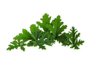 Leaves of the Citronella Geranium plant (Scent Geranium, Pelargonium) isolated on a transparent background.