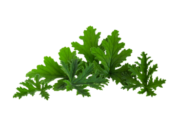 Leaves of the Citronella Geranium plant (Scent Geranium, Pelargonium) isolated on a transparent background.