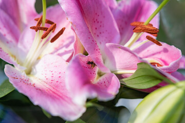 Inflorescence macro - lily flower