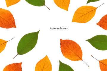 Frame of colorful autumn leaves on a white background. Flat lay.