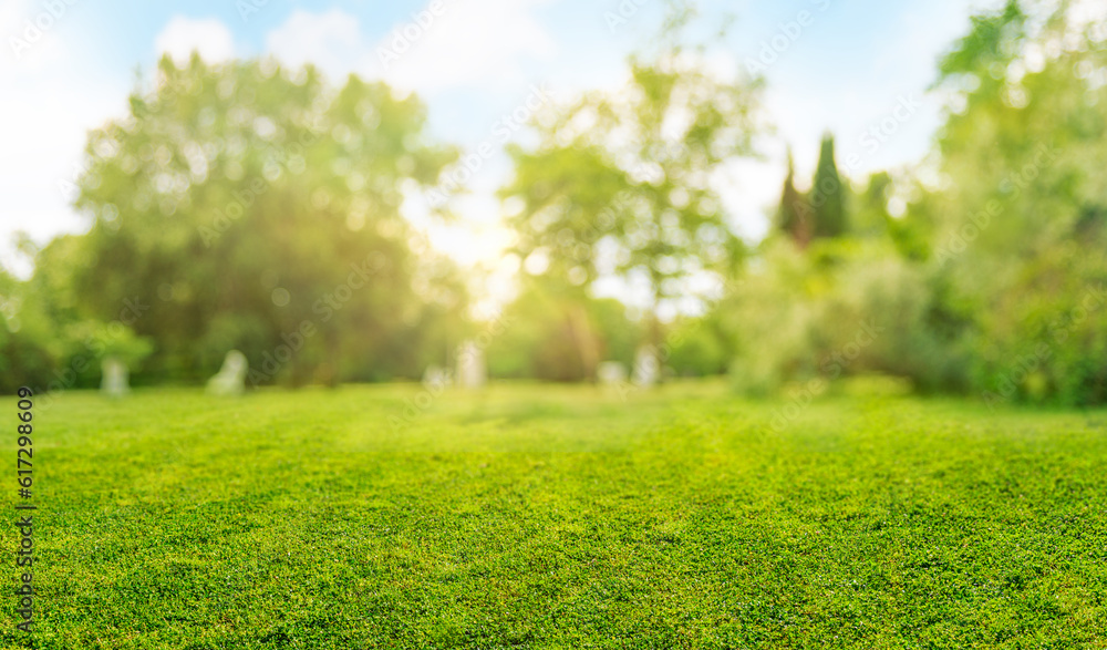 Wall mural natural grass field background with blurred bokeh and sun rays