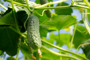 Green fresh cucumber plant in a greenhouse in summer