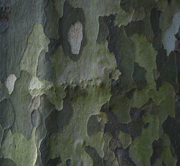 smooth Bark texture of Japanese Stewartia - green color and pattern. Dark brown bark texture on...