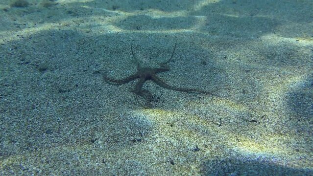 Underwater scene: Brittle star crawls along the sandy bottom in shallow water. Mediterranean.