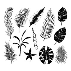 Fototapeta premium illustration set of tropical plants and leaves, hand drawn style, outline sketch.