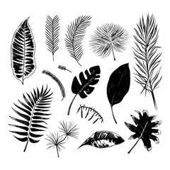 illustration set of tropical plants and leaves, hand drawn style, outline sketch.