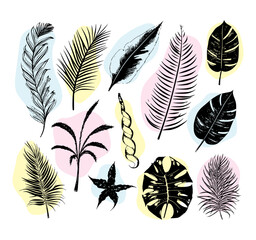 illustration set of tropical plants and leaves, hand drawn style, outline sketch.