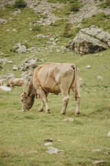 otoñal, hojas, hojas, naturaleza, alimento, caer, pimiento, close-up, macro, verde, fábrica, especia, rojo, especia, nativo, césped, madera, insaturado