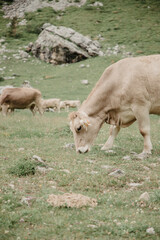 otoñal, hojas, hojas, naturaleza, alimento, caer, pimiento, close-up, macro, verde, fábrica, especia, rojo, especia, nativo, césped, madera, insaturado