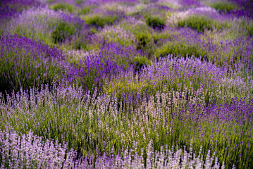Naklejka premium lavender field in region