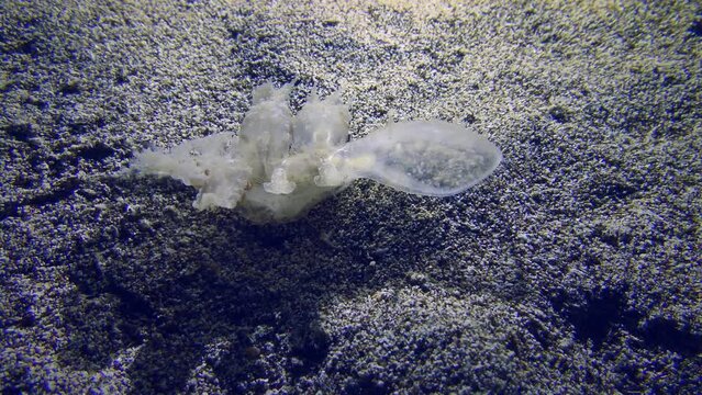 Undersea scene: The invasive species in the Mediterranean, Wonderous Melibe Slug (Melibe viridis), feeds on the sandy bottom.