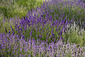lavender flowers in a field	