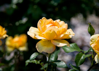 Fototapeta premium yellow rose flower in the garden