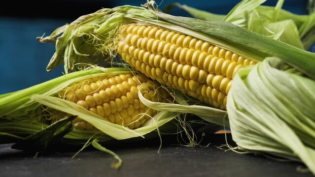 Two mouth-watering cobs of young maize partially peeled from the leaves in close-up. Camera rotating around. Parallax effect. Dark blue background. Beautiful fresh corn