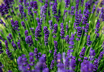 lavender flowers in a field