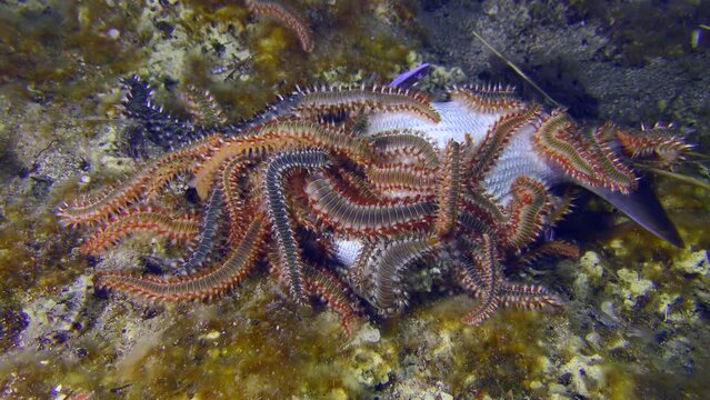 Undersea scene: Many large venomous Bearded fireworms (Hermodice carunculata) have gathered on the body of the dead fish.