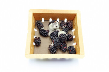 A box of blackberries contaminated by a fungus.   Concept of food safety and microbiological control of food