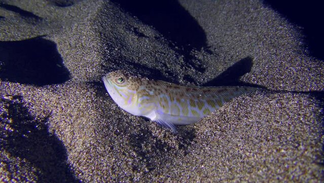The night fish Greater weever (Trachinus draco) waits for its prey partially or completely buried in the sand.