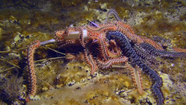 Marine life: Many large toxic Bearded fireworms (Hermodice carunculata) have gathered on the body of the dead fish.