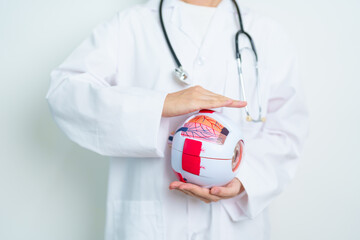Doctor with human Eye anatomy model with magnifying glass. Eye disease, Refractive Errors, Age...