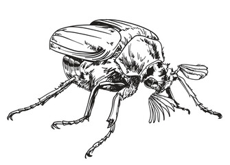 Enter the captivating realm of “Insects” with this unique pack of illustrations, highlighting the insects. Explore their intricate details and remarkable diversity.