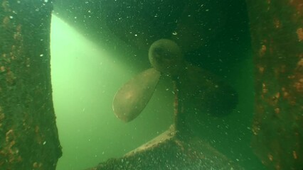 Numerous Zebra Mussel (Dreissena polymorpha) shells completely cover the underwater part of the vessel.
