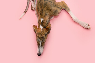 Portrait brindle greyhound lying down sleeping. Isolated on pink pastel background. high angle view