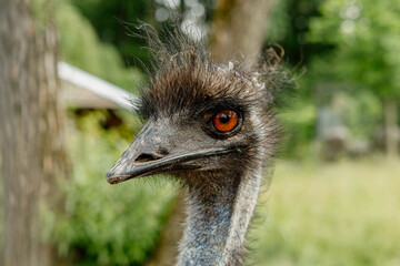 Close-up portrait of a cute and funny emu with a long fluffy neck