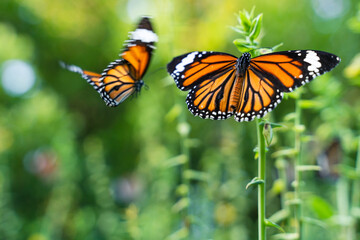 Two monarch butterflies, Danaus plexippus, sitting on green plant and flying with motion blur, Thailand