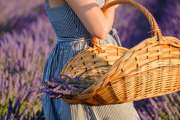 Close up a basket filled with freshly plucked violet flowers on the woman hand, standing in a lavender field. 