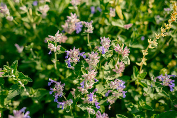 Fragrant blue lavender flowers blossoming on vast field in peaceful summer farmland