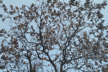 Low Angle View Of Tree Against Cloudy Sky
