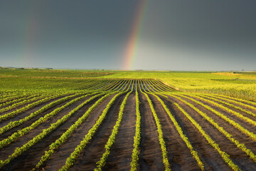 rainbow over soybean field in spring