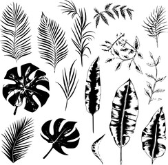  illustration set of tropical plants and leaves, hand drawn style, outline sketch. - obrazy, fototapety, plakaty
