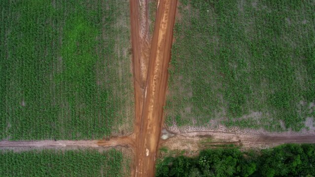 Aerial drone birds eye top view shot passing over a small red sand dirt road surrounded by large fields of tropical green sugar cane growing in Tibau do Sul, Rio Grande do Norte, Brazil