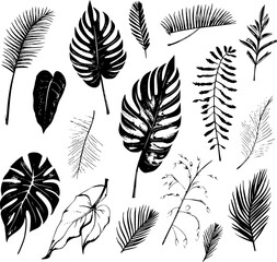  illustration set of tropical plants and leaves, hand drawn style, outline sketch.