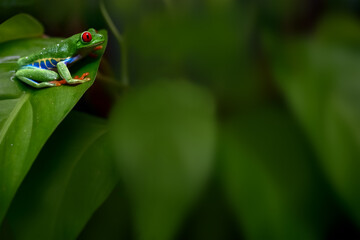 Colorful amazon Red-eyed tree frog clutching on green leaves with blurred foreground from green bokeh. Selective focus at eye and copy space. Background for natural wildlife or exotic pets.