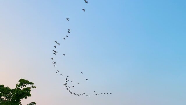 Flock of Birds flying in V formation through a colorful sunset sky