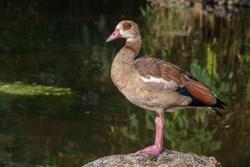 Nilgans