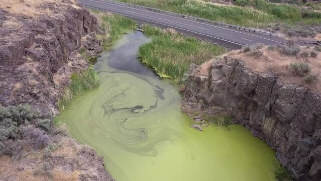 Vibrant green pond scum floats atop roadside wetland, aerial flyover