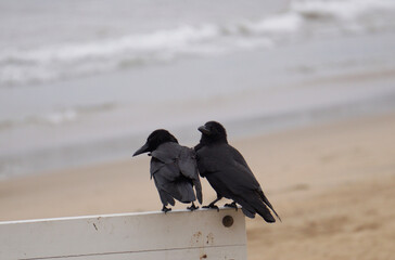 crow on the beach