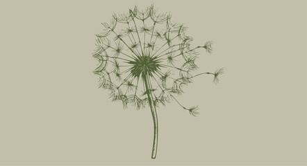dandelion vintage illustration