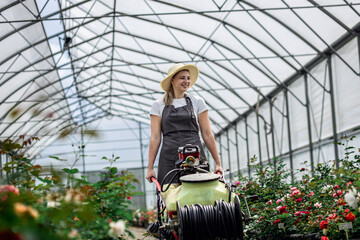 Female gardener in apron working with roses preparing to water them in the greenhouse.